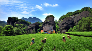 Exploring Chinese Tea Culture – Tea Regions and the Six Major Tea Categories