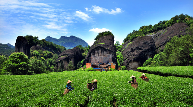 Exploring Chinese Tea Culture – Tea Regions and the Six Major Tea Categories