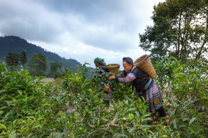 Yunnan Tea – A Journey Through Pu-erh, Dianhong, and Beyond