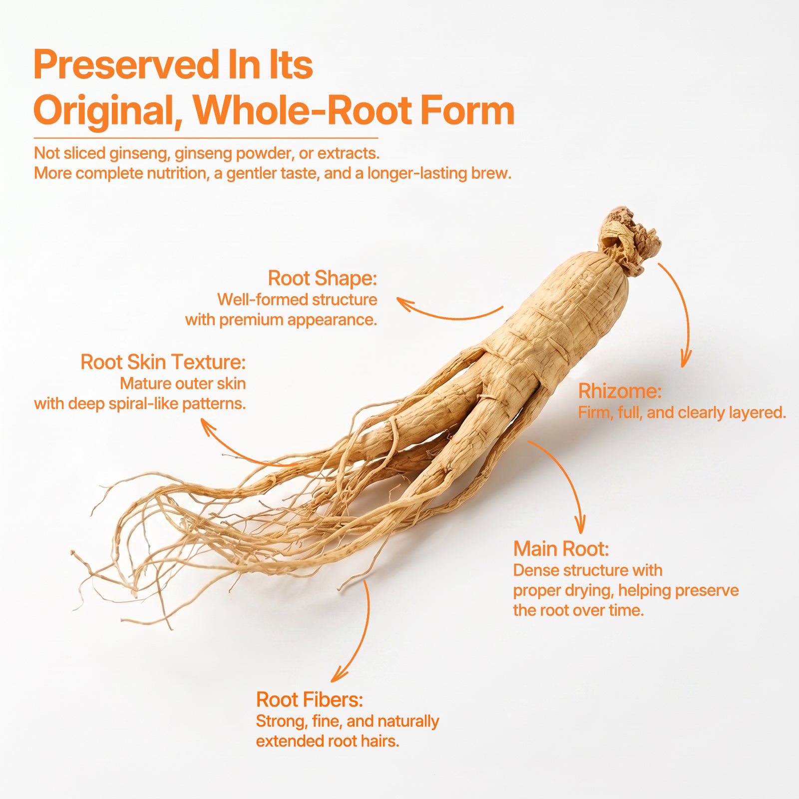 TeaVerse：Whole Ginseng Root Tea — Steady Energy Inspired by a Tradition Dating Back Over 2,200 Years