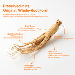 TeaVerse：Whole Ginseng Root Tea — Steady Energy Inspired by a Tradition Dating Back Over 2,200 Years