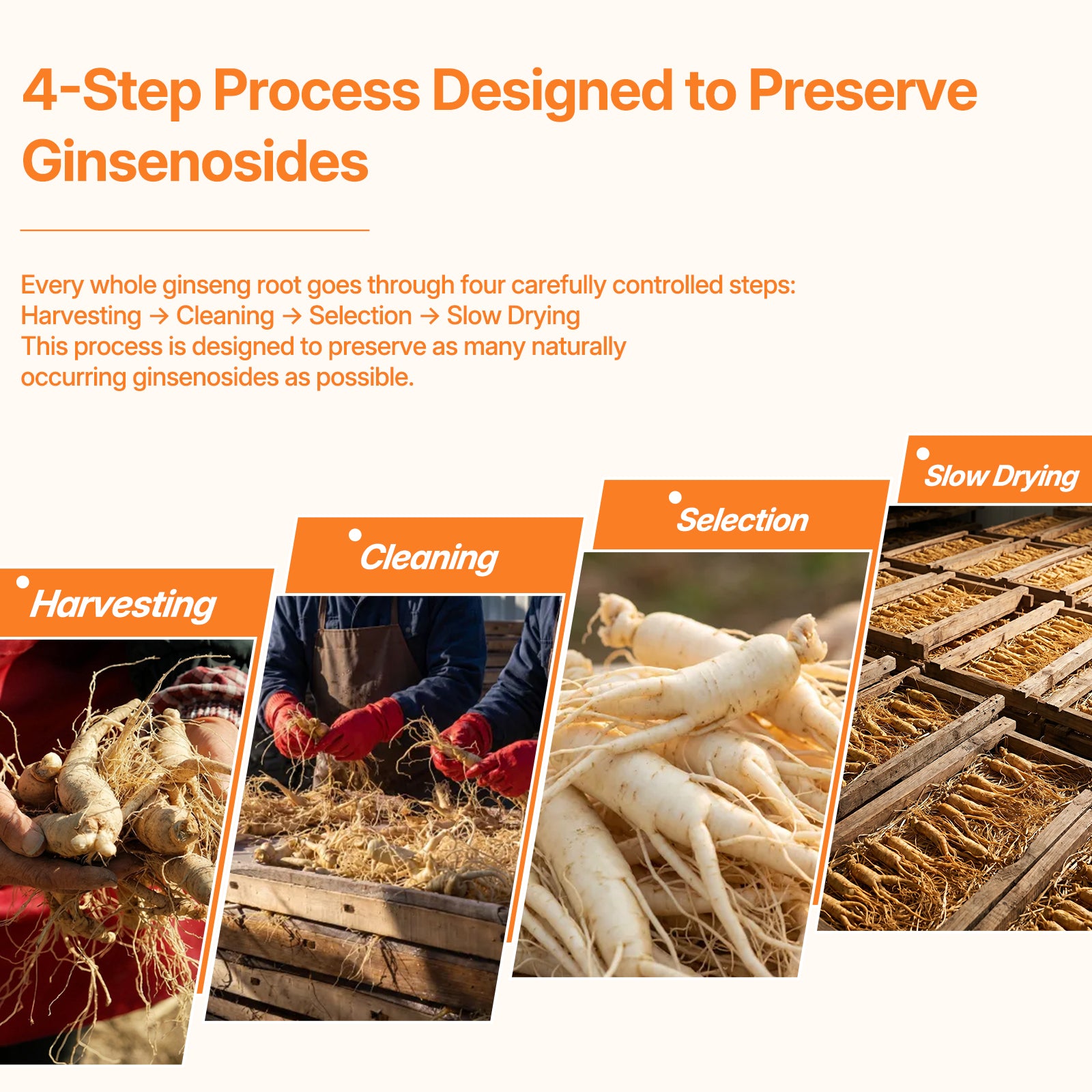 TeaVerse：Whole Ginseng Root Tea — Steady Energy Inspired by a Tradition Dating Back Over 2,200 Years