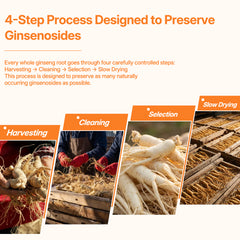 TeaVerse：Whole Ginseng Root Tea — Steady Energy Inspired by a Tradition Dating Back Over 2,200 Years