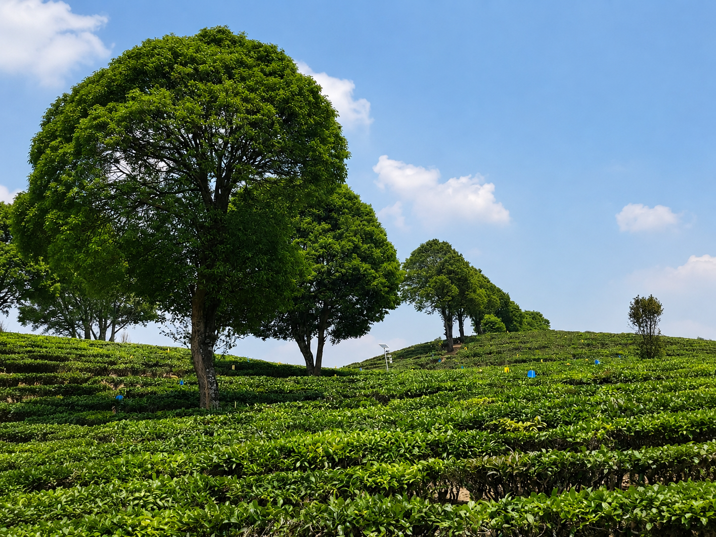 A Journey to Purity and Ritual