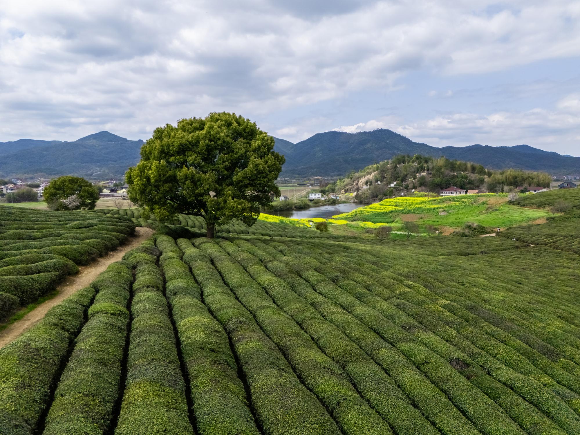Why this tea is different.