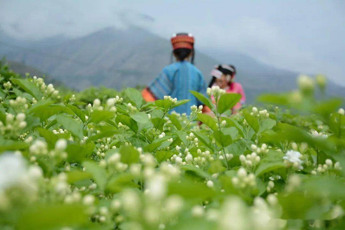 Yunnan, China